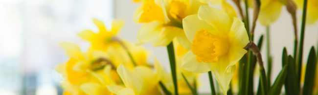 JLos-Daffodils-Photo
